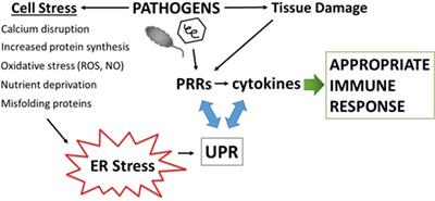 Regulation of Cytokine Production by the Unfolded Protein Response; Implications for Infection and Autoimmunity